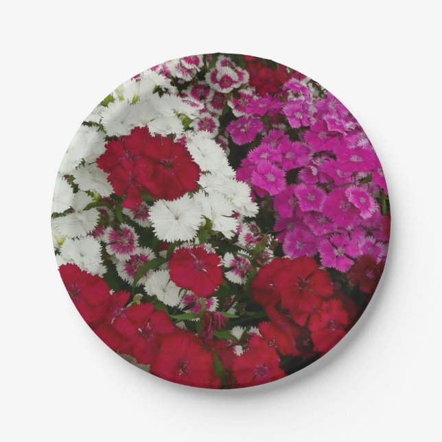 Weiß, Rosa und Rote Dianthus Pappteller (Vorderseite)
