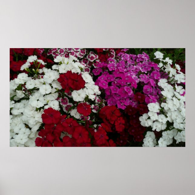 Weiß, Rosa und Rote Dianthus Poster (Vorne)