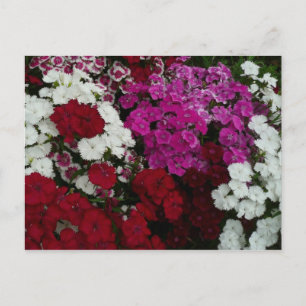 Weiß, Rosa und Rote Dianthus Postkarte