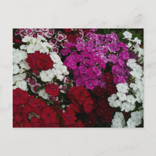 Weiß, Rosa und Rote Dianthus Postkarte (Vorderseite)