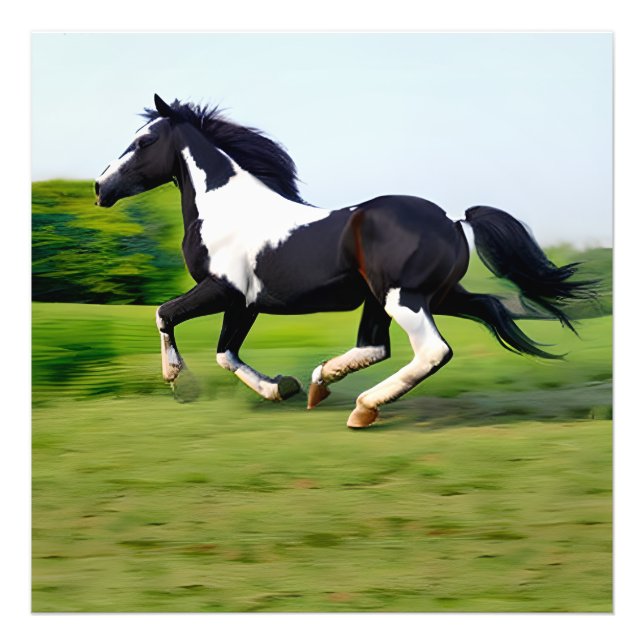 Weiß & Schwarz Schönes Pferd Galloping in der Natu Fotodruck (Vorne)