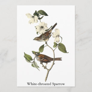 Weiß-throated Spatz - John Audubon Einladung