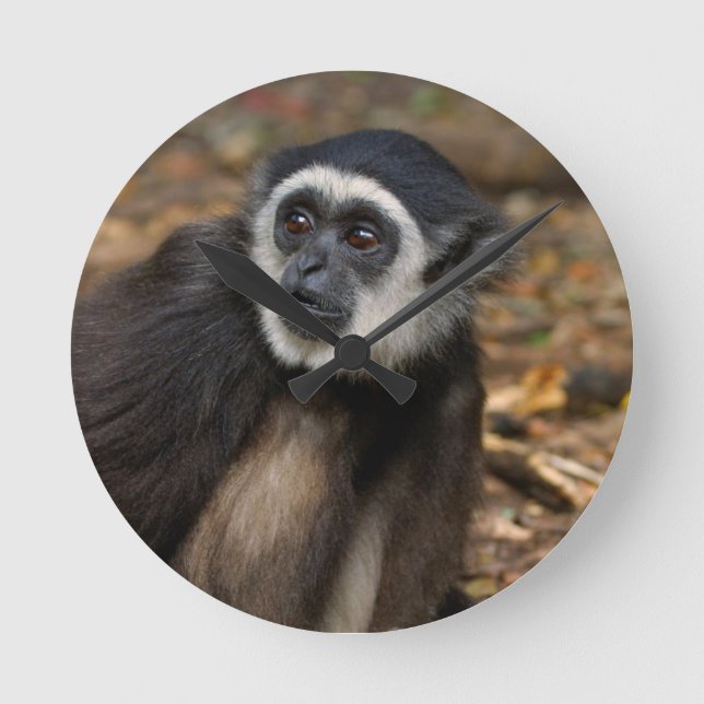 Weiß-Übergebener Gibbon (HylobatesLar), Monkeyland Runde Wanduhr (Vorderseite)