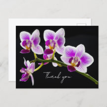 Weiß und Lila Orchid Vielen Dank Postcard