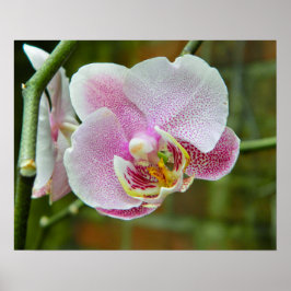 Weiß und rosa Orchid Poster