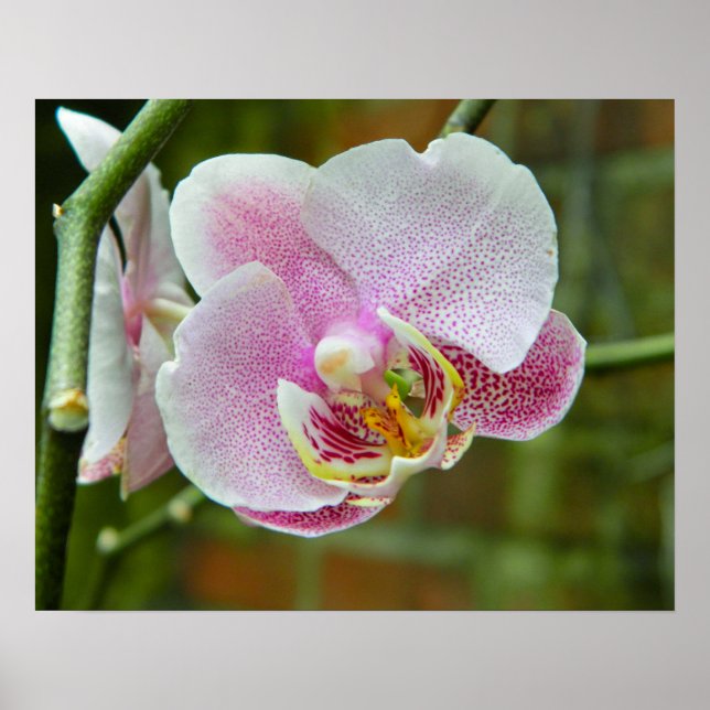 Weiß und rosa Orchid Poster (Vorne)