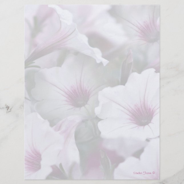 Weiß und rosa Petunias Letterhead (Vorderseite)