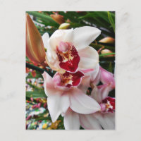Weiß und rosa Phalaenopsis Orchid