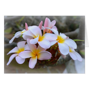 Weiß und rosa Plumeria, rosa Räume