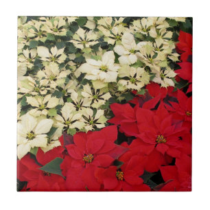 Weiß und rot Poinsettias I Holiday Floral Fliese