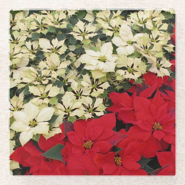 Weiß und rot Poinsettias I Holiday Floral Glasuntersetzer (Vorderseite)