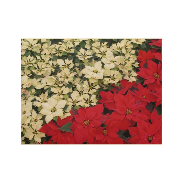 Weiß und rot Poinsettias I Holiday Floral Holzposter (Vorderseite)