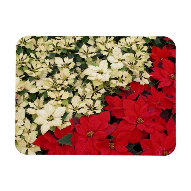 Weiß und rot Poinsettias I Holiday Floral Magnet (Horizontal)