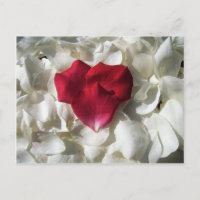 Weiß und rote Rose Blätter Postkarte