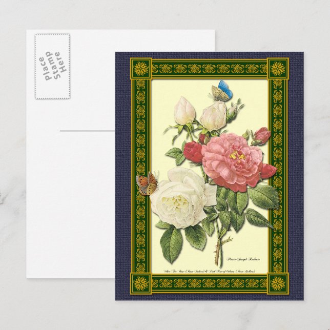 Weiß und Rote Rosen Botanische Postkarte (Vorne/Hinten)