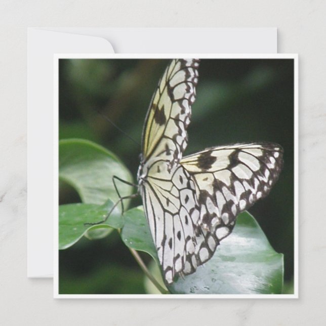 Weiß und Schwarzes Winged Schmetterlings-Einladung Einladung (Vorderseite)