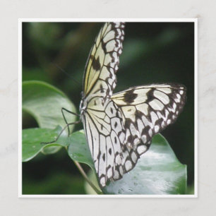 Weiß und Schwarzes Winged Schmetterlings-Einladung Einladung