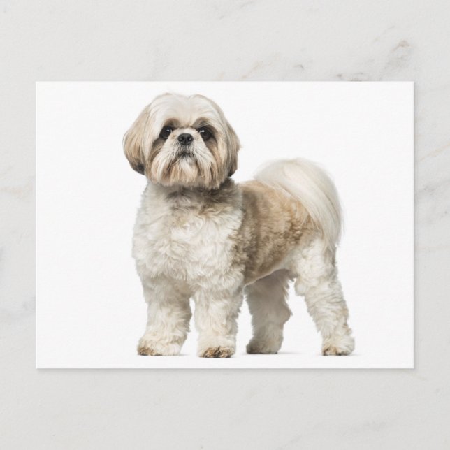 Weiß und Tan Shih Tzu Welpenhund Postkarte (Vorderseite)
