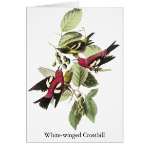 Weiß-winged Gegenwechsel - John James Audubon