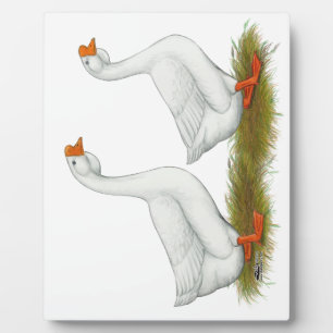 Weißafrikanischer Gänse Fotoplatte