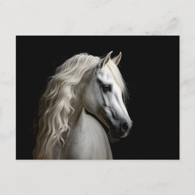 Weißandalusischer Stallion Postkarte (Vorderseite)