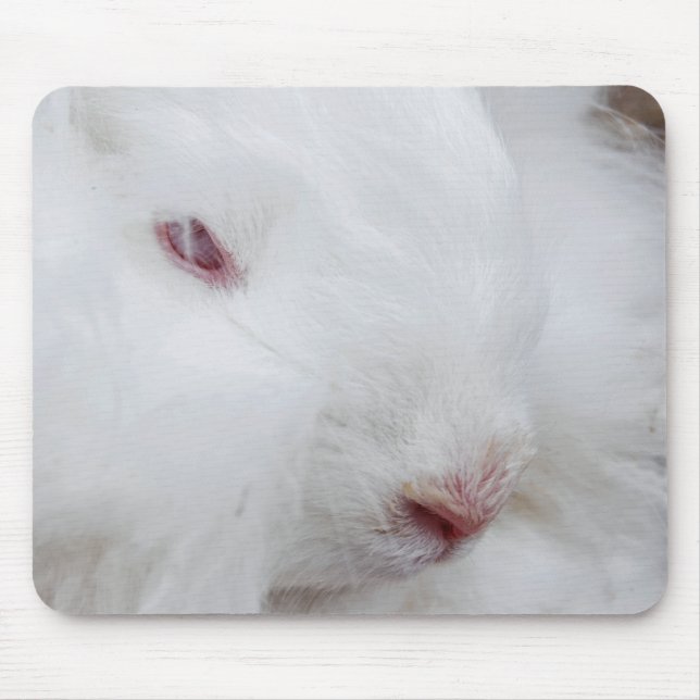 Weißangora-Kaninchen Mousepad (Vorne)