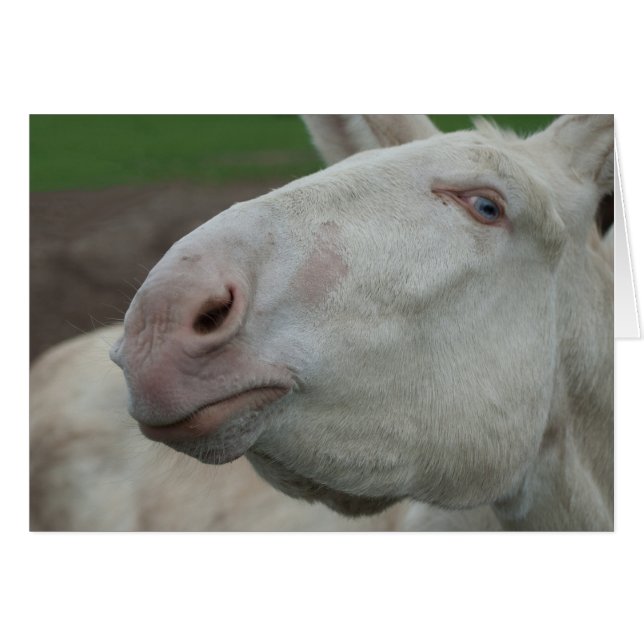 Weißbarocke Donkey (Vorderseite (Horizontal))