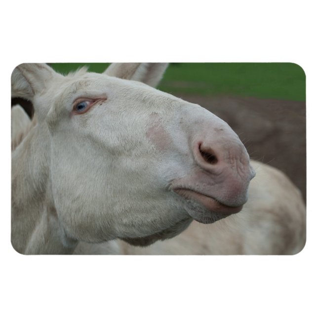 Weißbarocke Donkey Magnet (Horizontal)