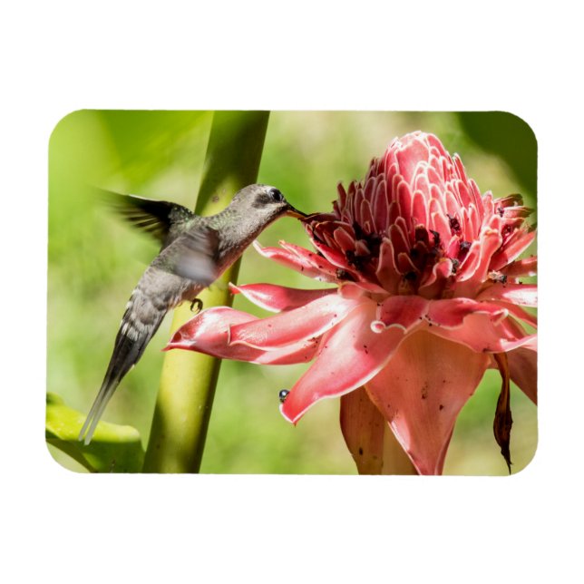 Weißbärtige Hermit Small Magnet (Horizontal)