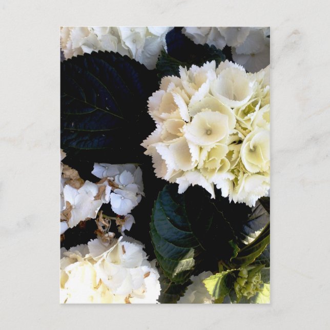 Weißblühender Ballenstock Postkarte (Vorderseite)