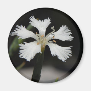 Weißblütenmagnet Magnet