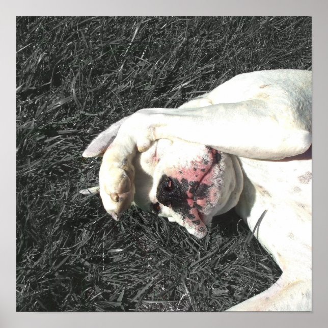 Weißboxposter Poster (Vorne)