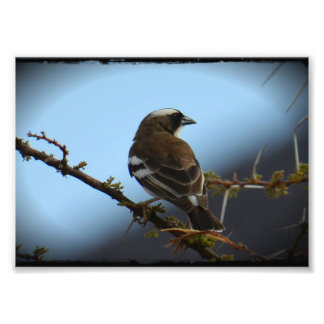 Weißbraunes Sparrow-Foto drucken Fotodruck