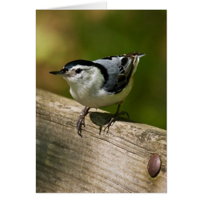 Weißbrüste (Vorne)