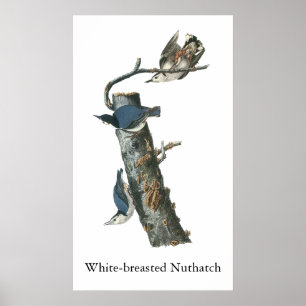 Weißbrüste, John Audubon Poster