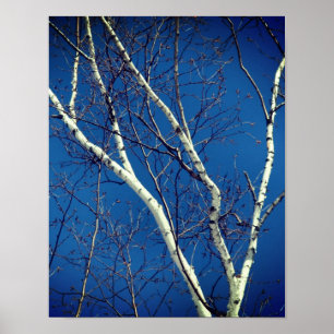 Weißbuch Birch Bäume Zweige gegen blauen Himmel Poster