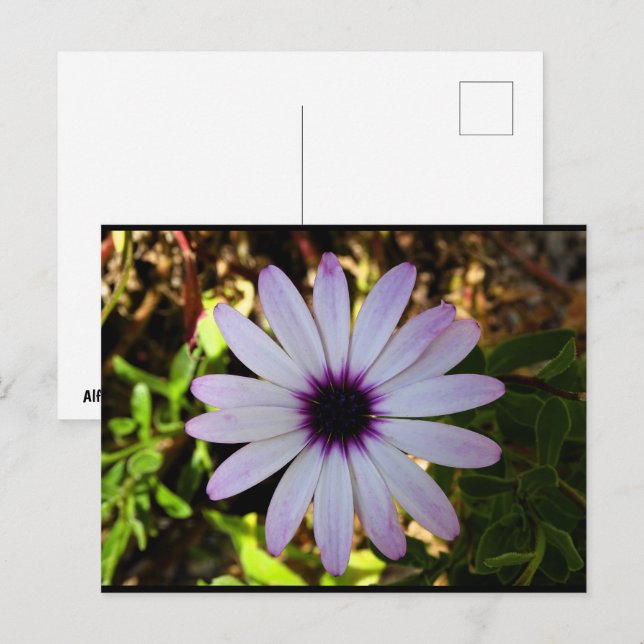 Weiße Afrikanische Gänseblümchen-Blume Postkarte (Vorne/Hinten)
