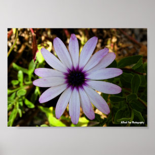 Weiße Afrikanische Gänseblümchen-Blüte Poster