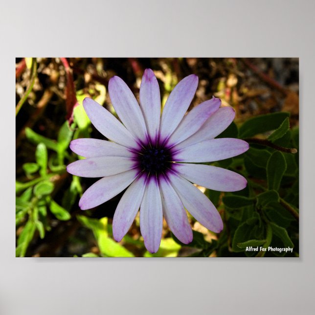 Weiße Afrikanische Gänseblümchen-Blüte Poster (Vorne)