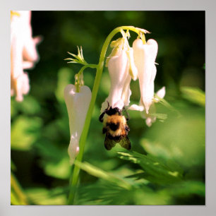 Weiße Akelei-Blume und Hummel Poster
