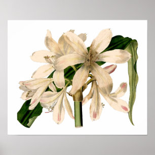 Weiße Amaryllis Botanisch Poster