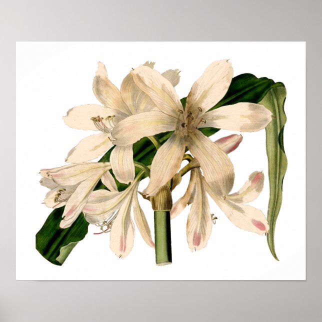 Weiße Amaryllis Botanisch Poster (Vorne)