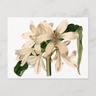 Weiße Amaryllis Botanisch Postkarte