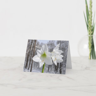 Weiße Amaryllis und Schnee I Feiertagskarte