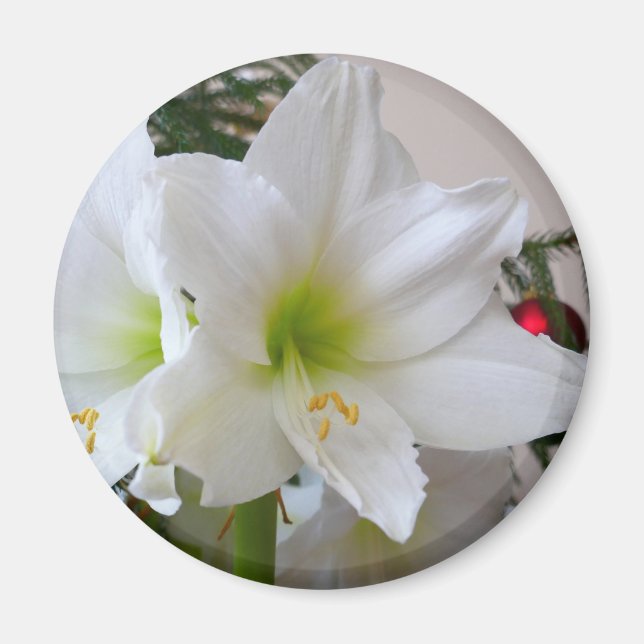 Weiße Amaryllis und Weihnachtsbaum Magnet (Vorne)