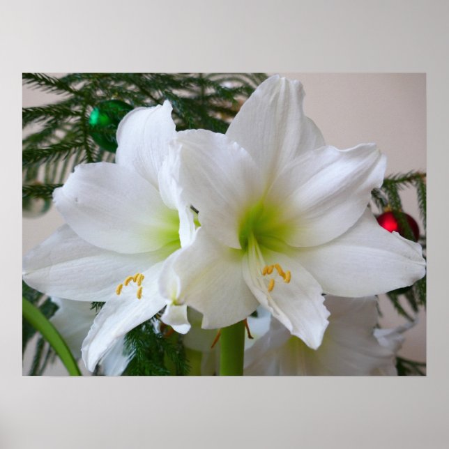 Weiße Amaryllis und Weihnachtsbaum Poster (Vorne)