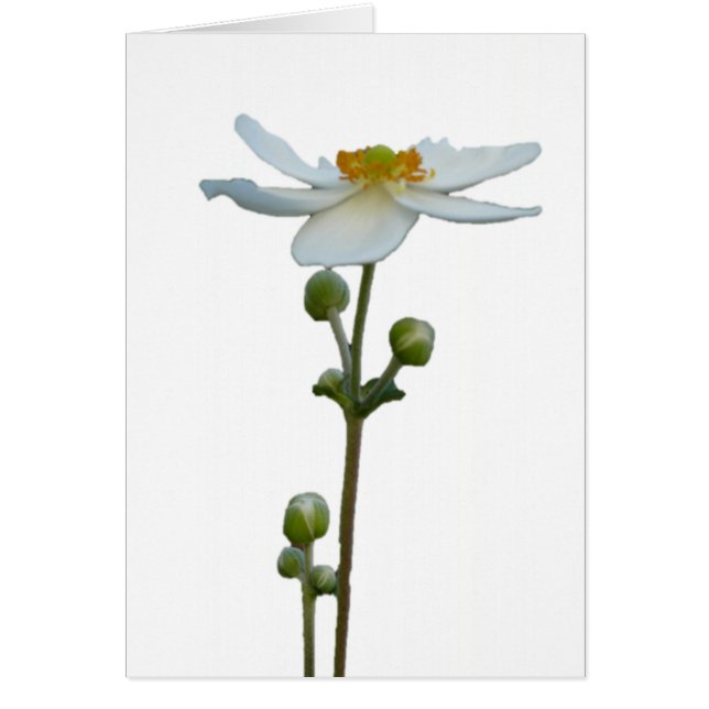 Weiße Anemone 1 (Vorne)