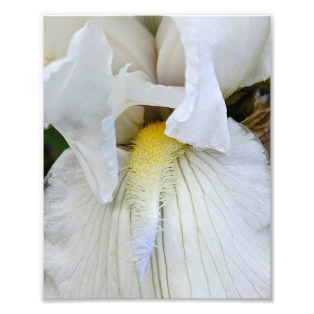 Weiße Bartirispenblüte Makro Fotodruck (Vorne)