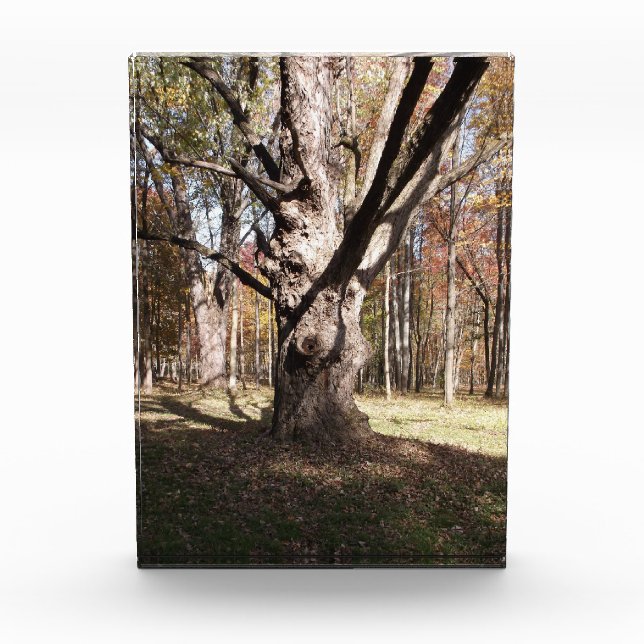 Weiße Bäume Fotoblock (Vorderseite)