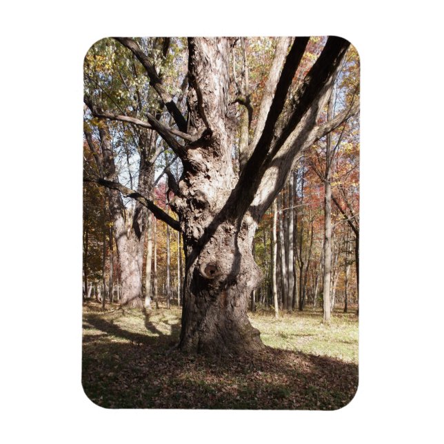 Weiße Bäume Magnet (Vertikal)